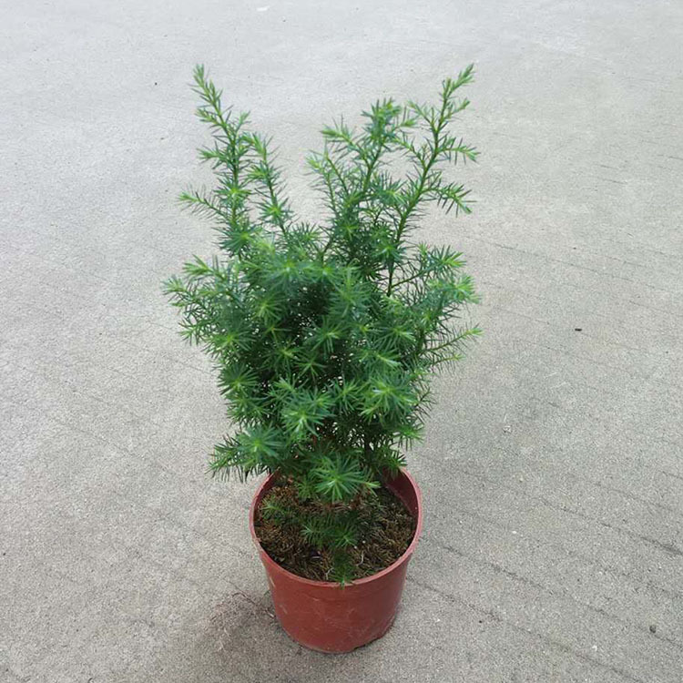 植物养护知识 光照 喜温暖湿润的生长