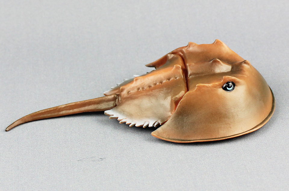 新款鲎仿真海洋生物海洋动物模型塑料海底动物儿童地摊玩具认知