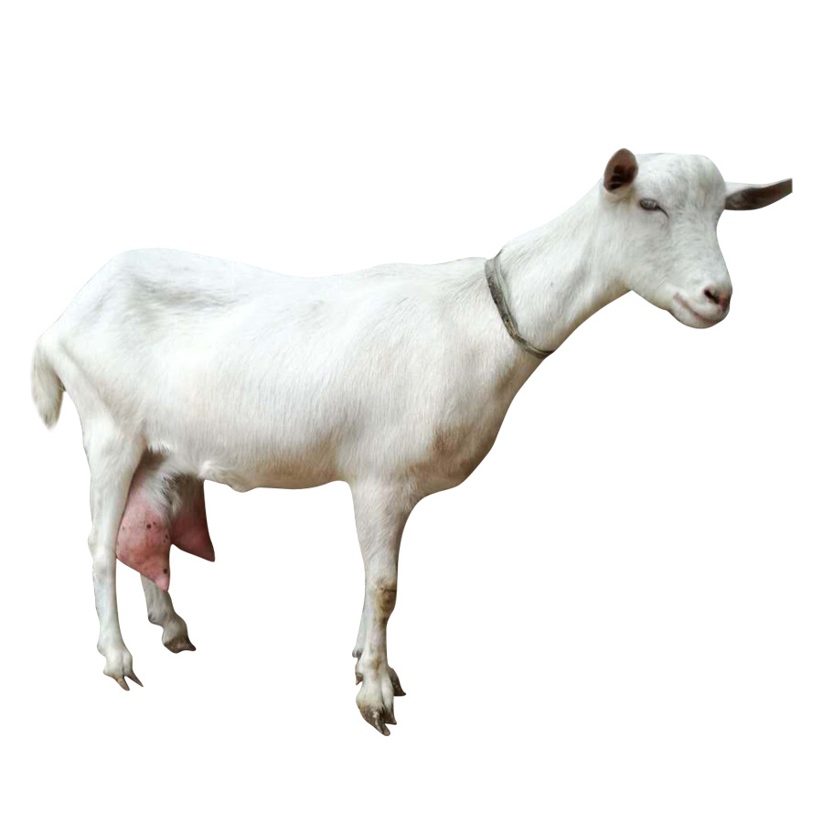 致富好项目养殖奶山羊 低价出售萨能奶山羊 免费咨询奶山羊价格