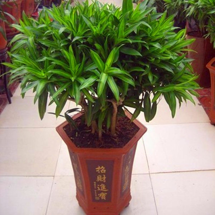 富贵吉祥 百合竹室内花卉绿植净化空气大盆栽植物吸甲醛四季常青