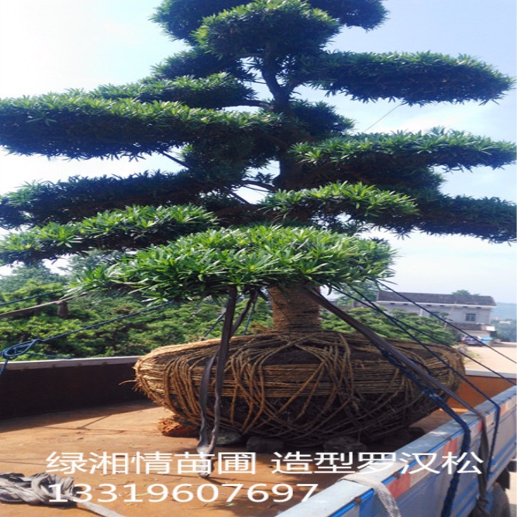 小叶罗汉松造型树 庭院内外观景雀舌罗汉松小苗盆栽 售花艺造型树
