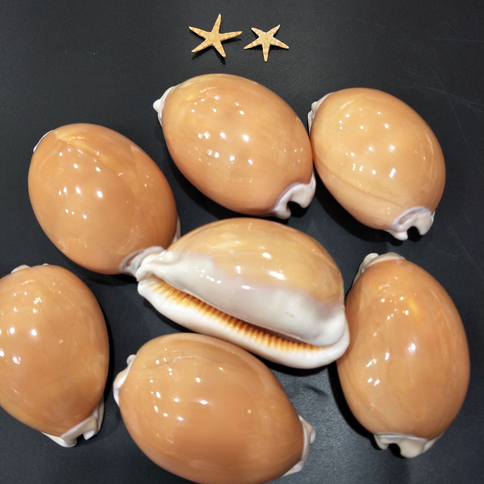 热卖天然海螺贝壳黄金宝螺地图宝螺丛云螺橱窗摆件标本宝螺