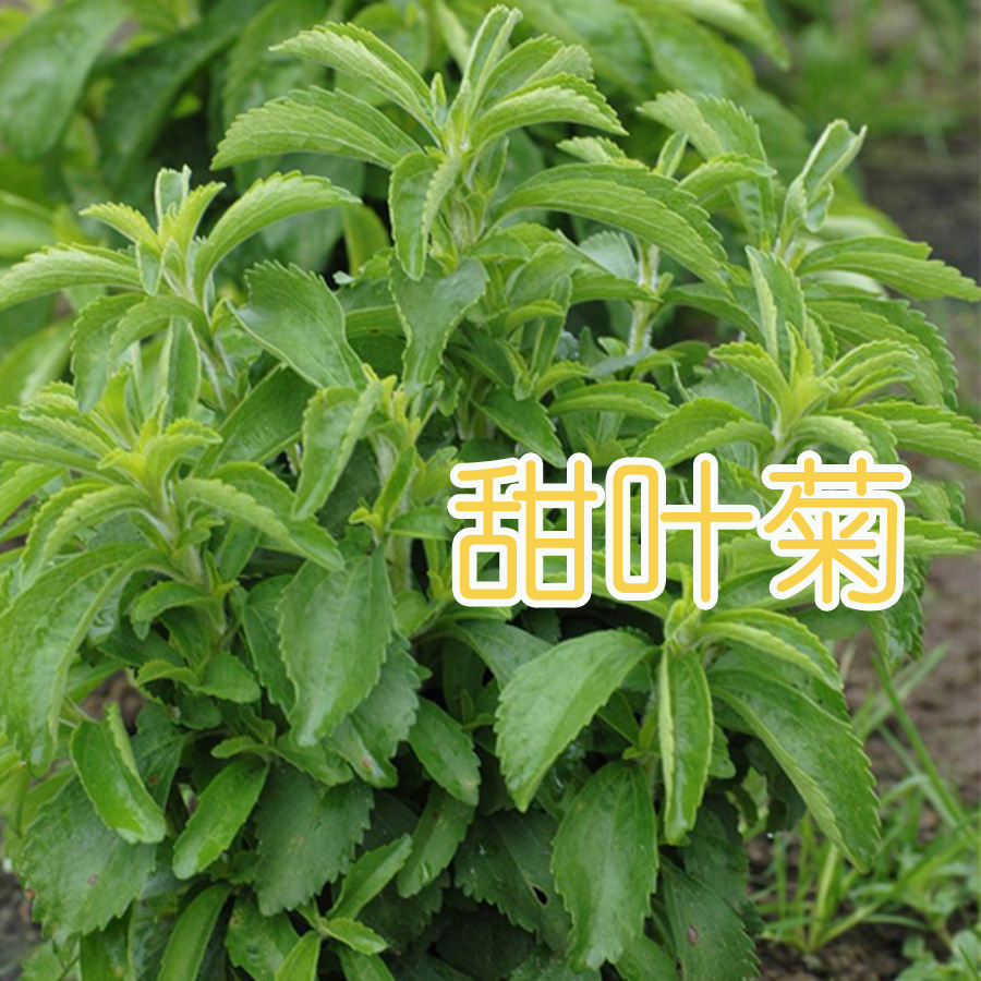 秋阳种业甜叶菊种子香草种子 甜菊叶花草茶 阳台花卉种子
