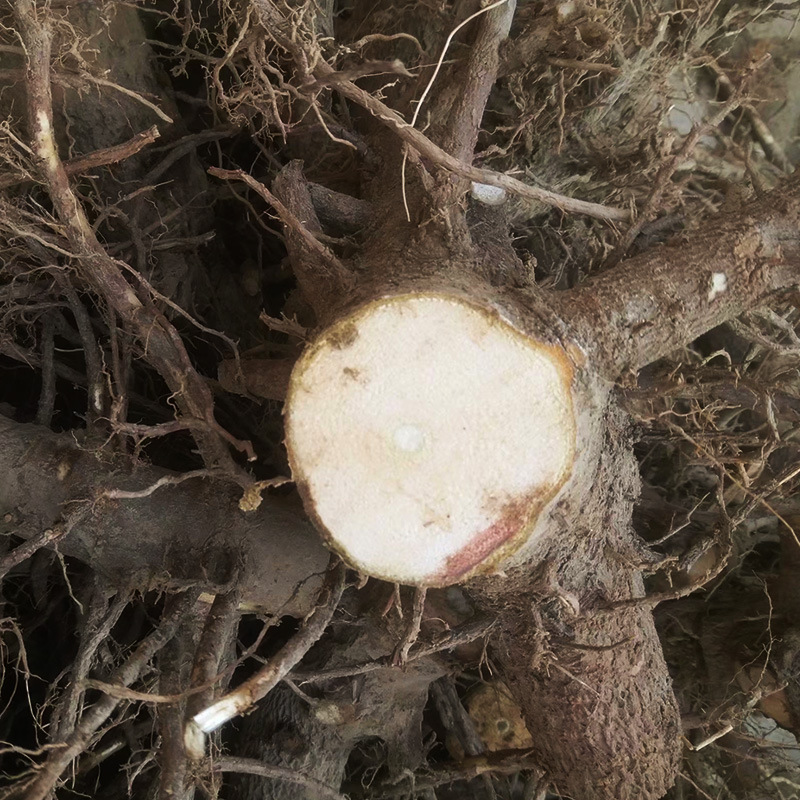 泡桐根桩价格泡桐苗求购泡桐树苗泡桐种根苗河南泡桐根基地直供