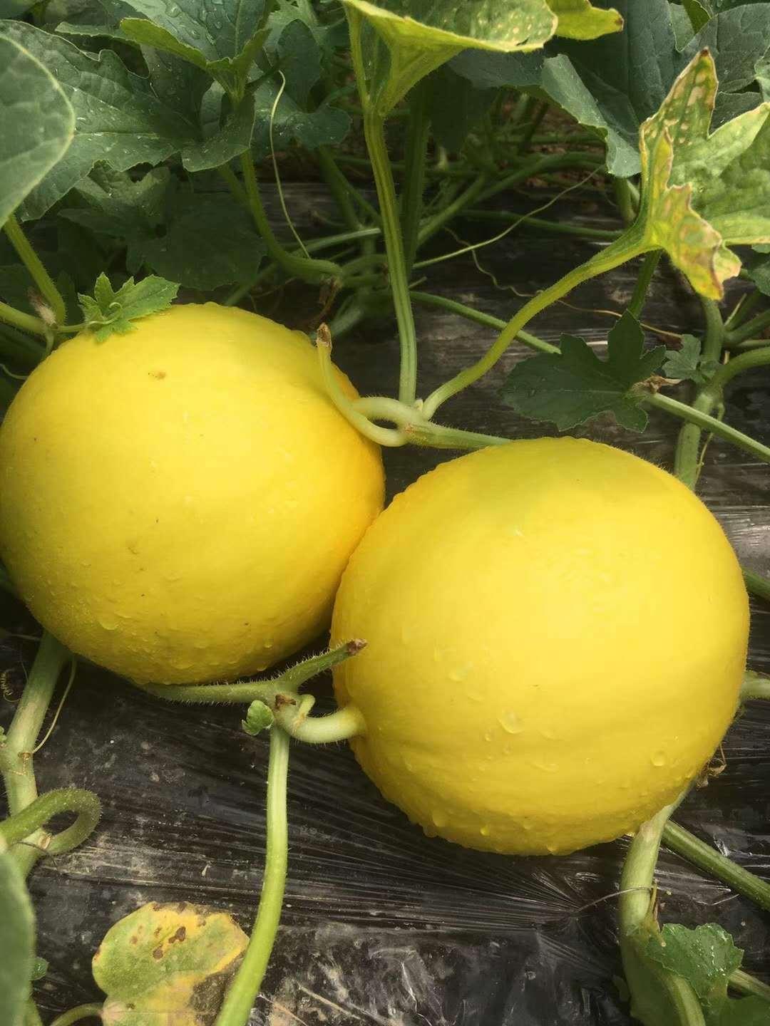 现摘现发黄河蜜瓜 批发甜瓜 产地直供民勤甜瓜非哈密瓜 一件代发