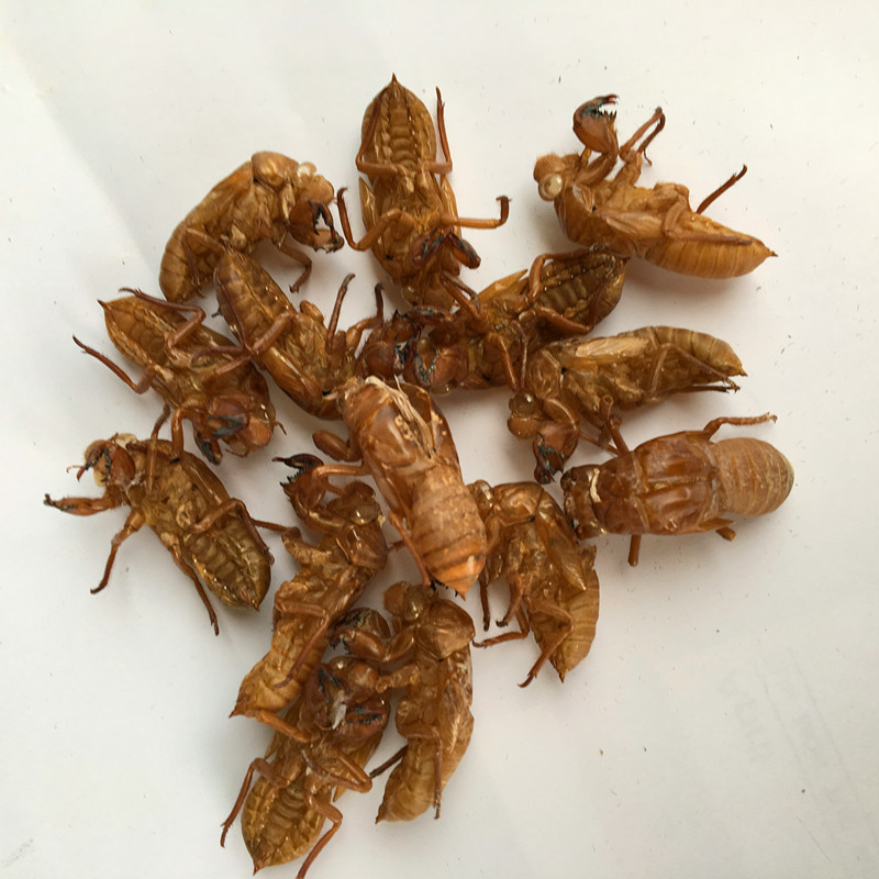 天然野生蝉蜕蝉壳知了皮蝉退壳金牛儿蝉退蝉衣500g