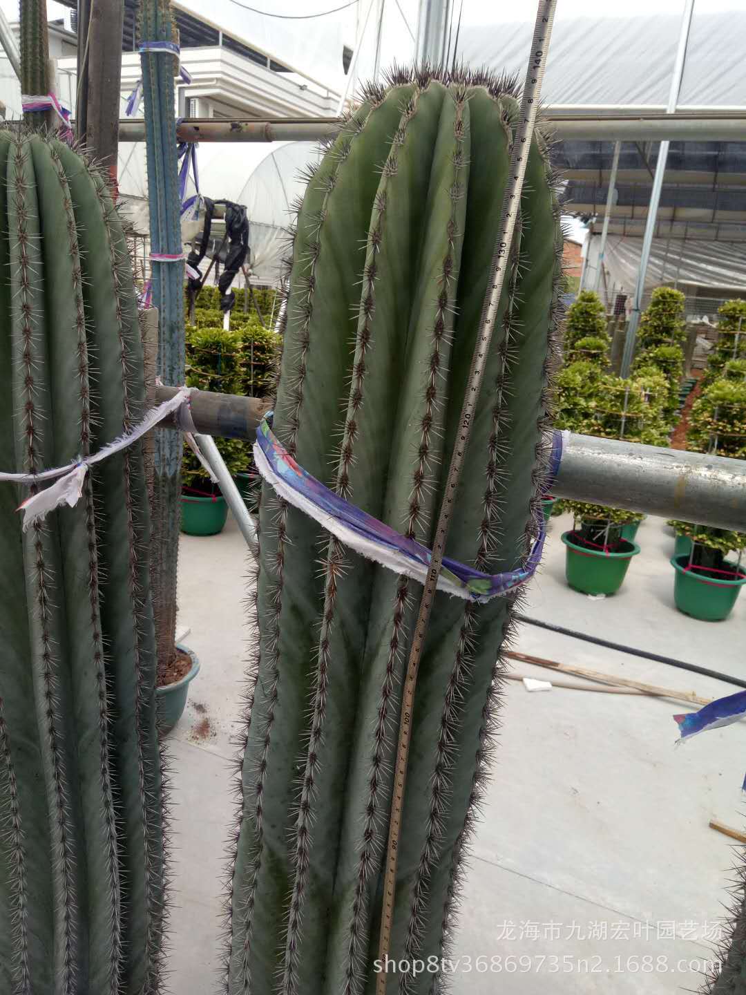 武伦柱幸福柱摩天柱武轮柱狼牙棒仙人掌仙人球沙生植物多肉植物
