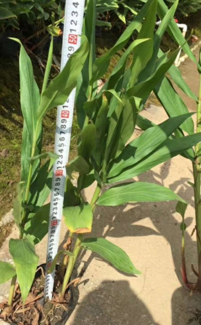 苗圃直销 艳山姜 种苗批发 姜花