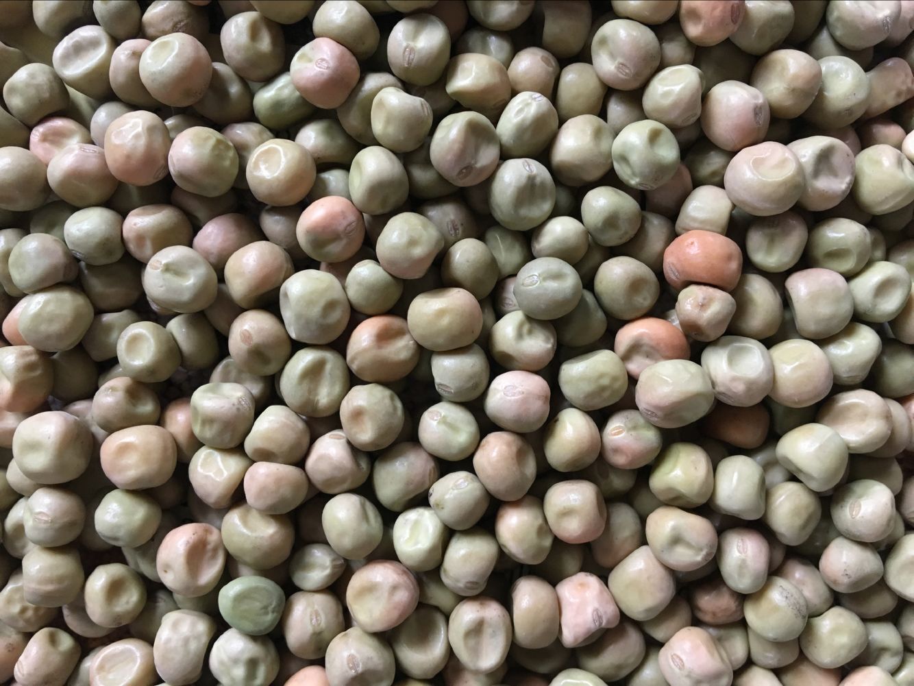 酿酒淀粉绿麻豌豆