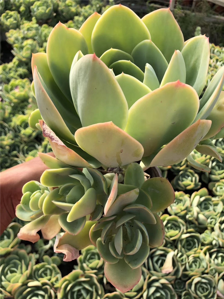 042多肉盆栽大棚批发骑兵自然老桩状态好裸根发多肉品种