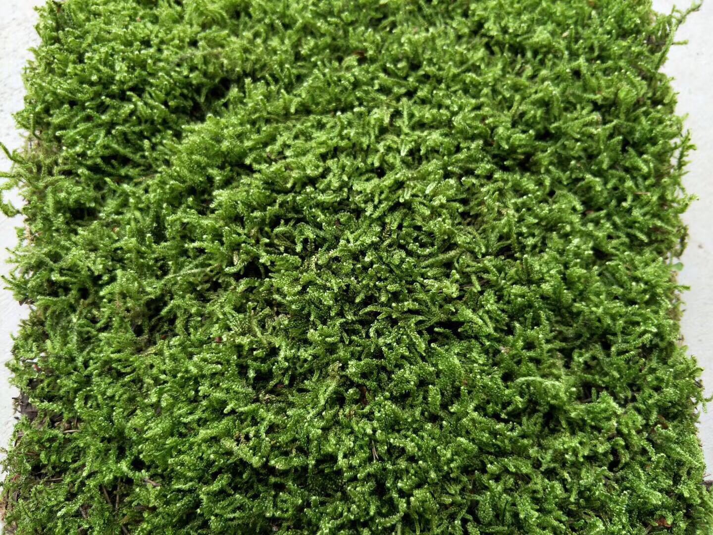 苔藓微景观植物 微景观苔藓 鲜活白发藓 小白发藓一平方米批发