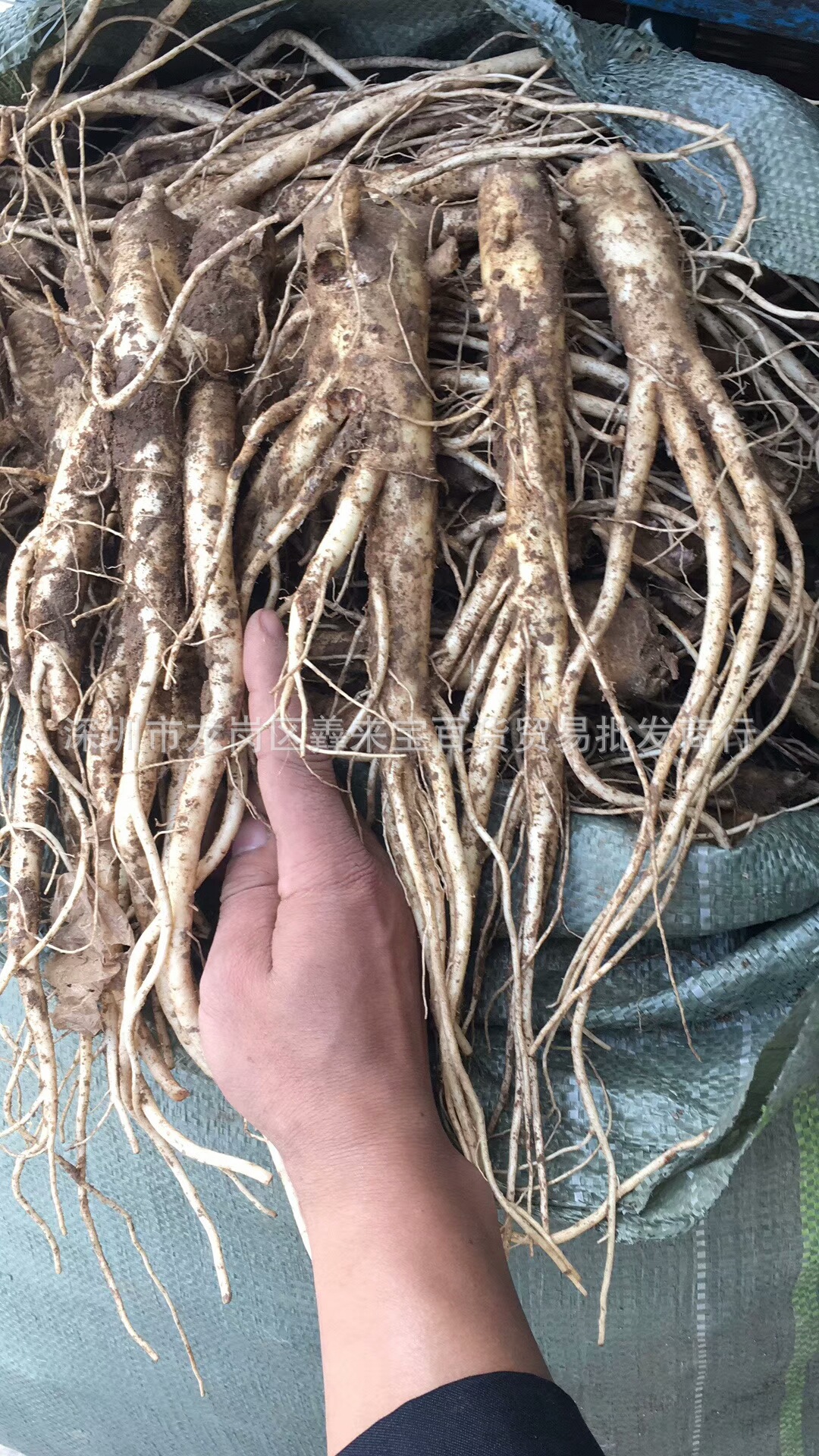 东北鲜人参跑江湖摆地摊北沙参 地摊新鲜人参批发 泡酒人参萝卜参