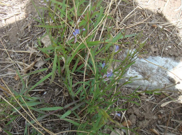 远志种子 头年新采 中药材种苗 远志种籽 优质细叶远志 饱满易种