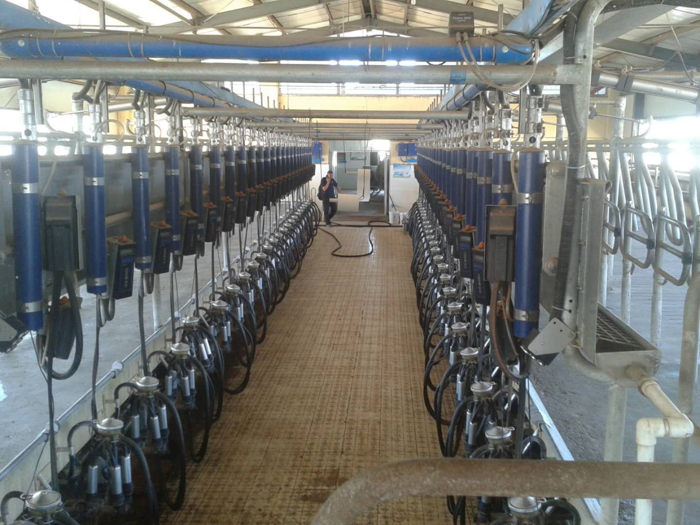 快放式挤奶设备转盘式挤奶设备阿菲金挤奶机电子计量挤奶机