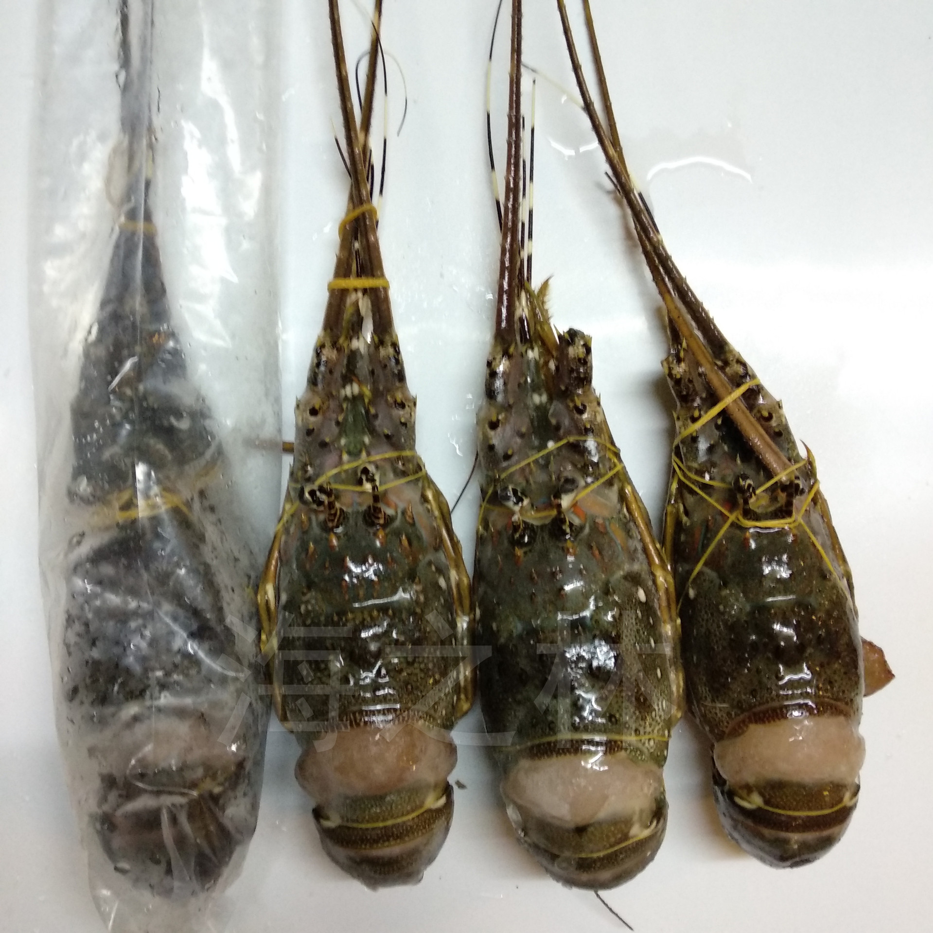 【海之林】小青龙虾 冷冻海鲜水产品 批发厂家直供 冷冻青龙仔