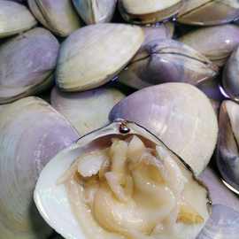 湛江特产贵妃螺 贵妃贝 湛江贵妃螺 活鲜批发