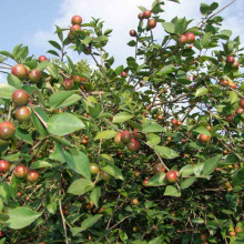 油茶种子 大果红花油茶种子 白花油茶 茶花山茶 茶树种子油茶树籽