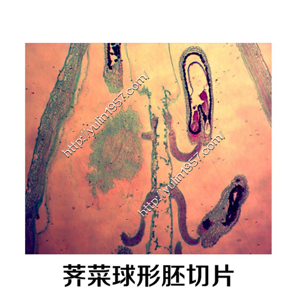 教学生物切片 荠菜球形胚切片 实验器材 生物玻片标本