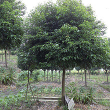 天竺桂 长期供应天竺桂 园林绿化苗木 重庆绿化工程苗木