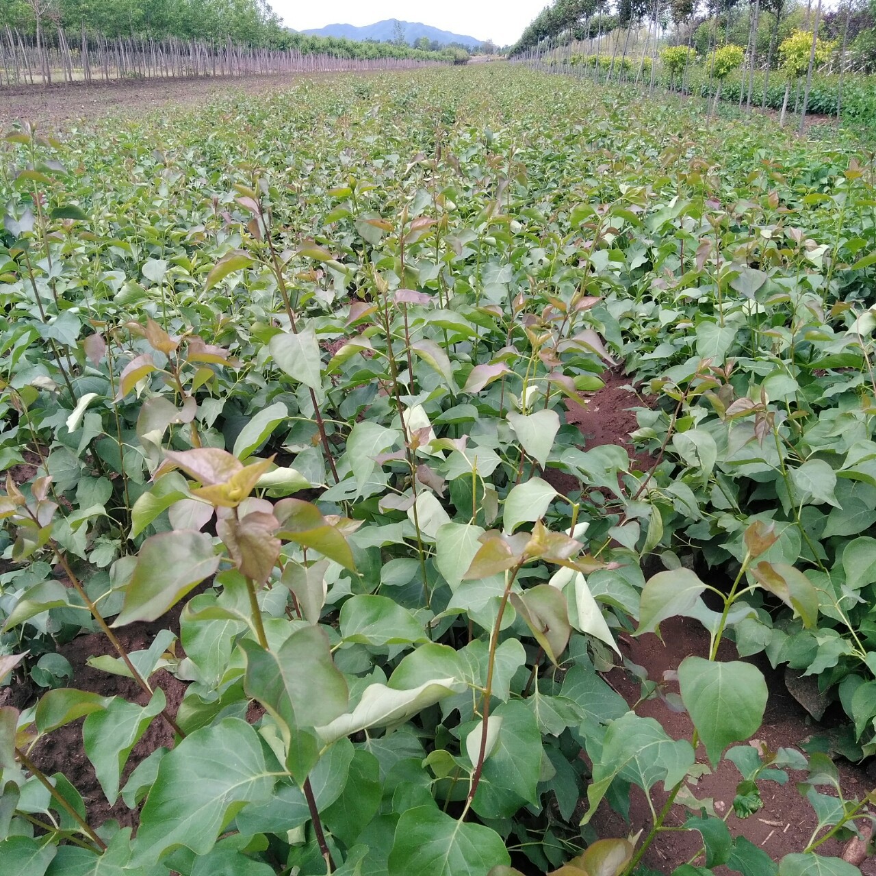 供应 丛生紫丁香 紫丁香小苗 丁香籽价格优惠