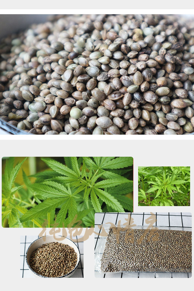 广西巴马特产 火麻籽仁400g 散装营养食品泡火麻茶带壳火麻子批发