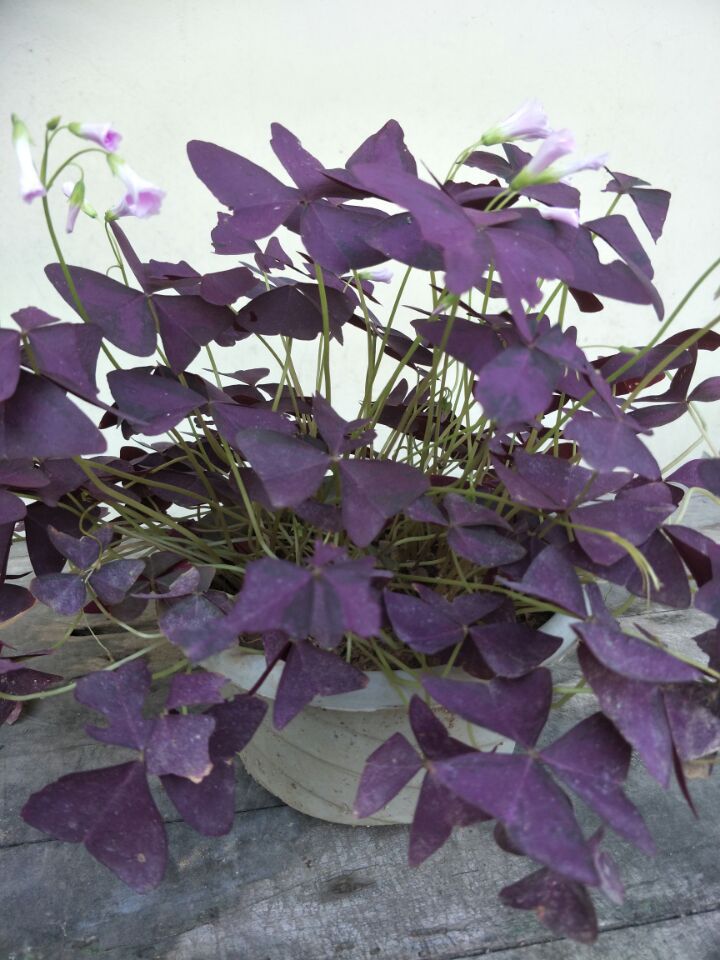 地被草花紫叶酢浆草 紫叶三叶草幸运草紫蝴蝶 紫叶草多年生花期长