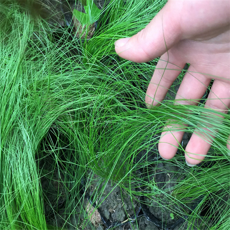 上杯墨西哥羽毛草 细叶针茅价格优 青州鑫超冷季观赏草基地