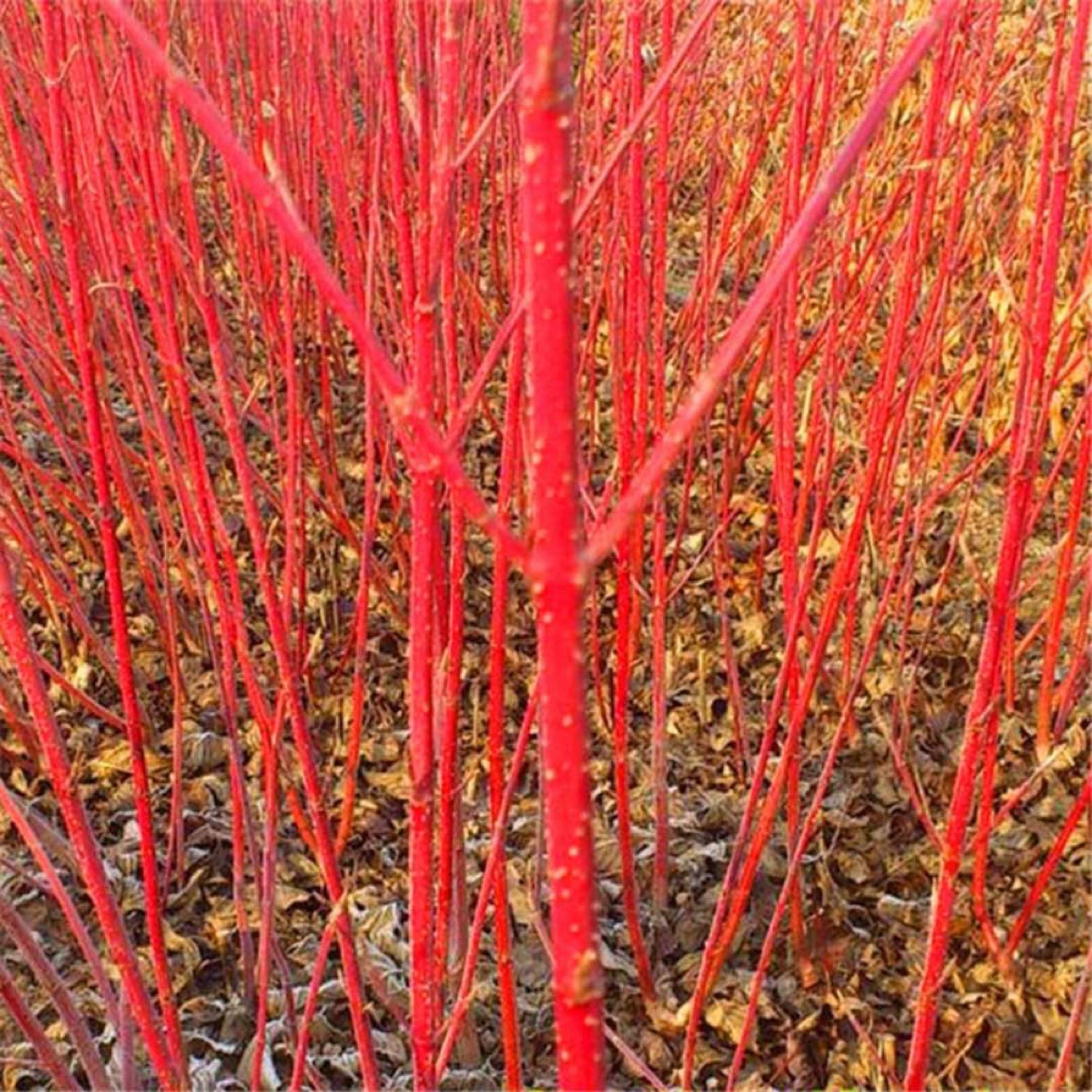 东北辽宁苗圃热销园林绿化工程苗木红瑞木小苗大苗价格量大优惠