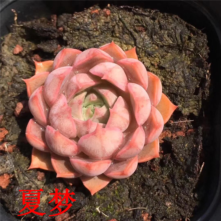 090多肉植物大棚限时包邮批发 精品夏梦4cm左右单头多肉品种特价