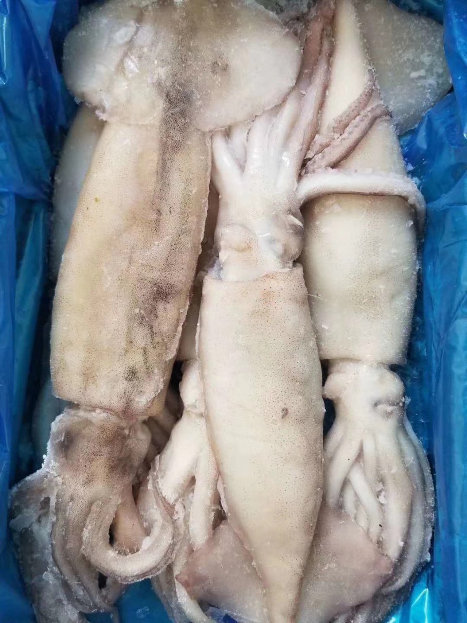 供应海鲜批发 单冻鱿鱼 整只鱿鱼 鱿鱼 冷冻软体类