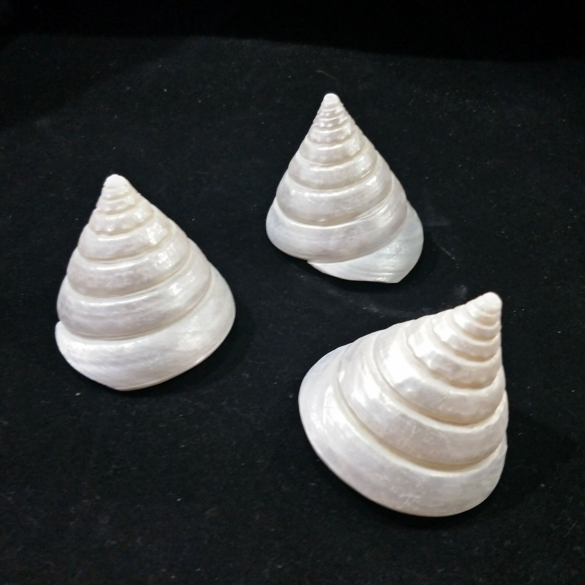 荧光小塔螺 天然海螺贝壳 海星 鱼缸 地台装饰 家居摆件