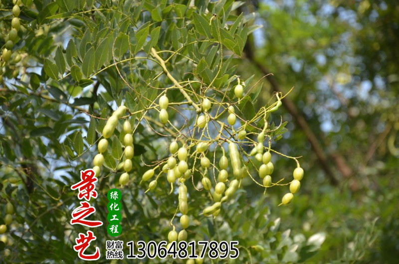 批发各种林木种子 国槐树种子 新种子 提供种植技术速生国槐种子