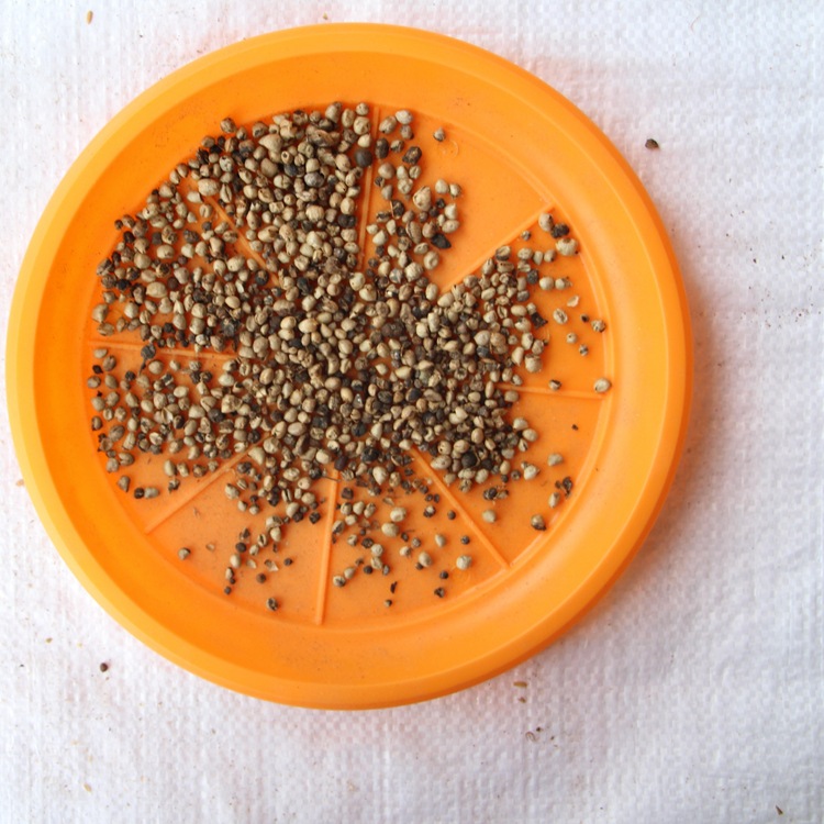 幌伞枫种子 广伞枫 富贵树 晃伞枫 幸福树种子 绿化苗木树 种子