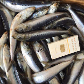 批发冷冻七星沙丁鱼 鳁 金枪鱼饵料 罐头原料沙丁鱼
