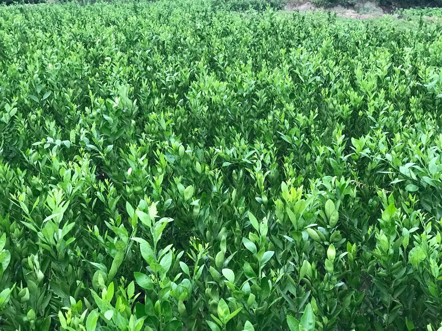 果苗大分柑橘苗南方柑橘果树苗早熟丰产果树苗大分苗