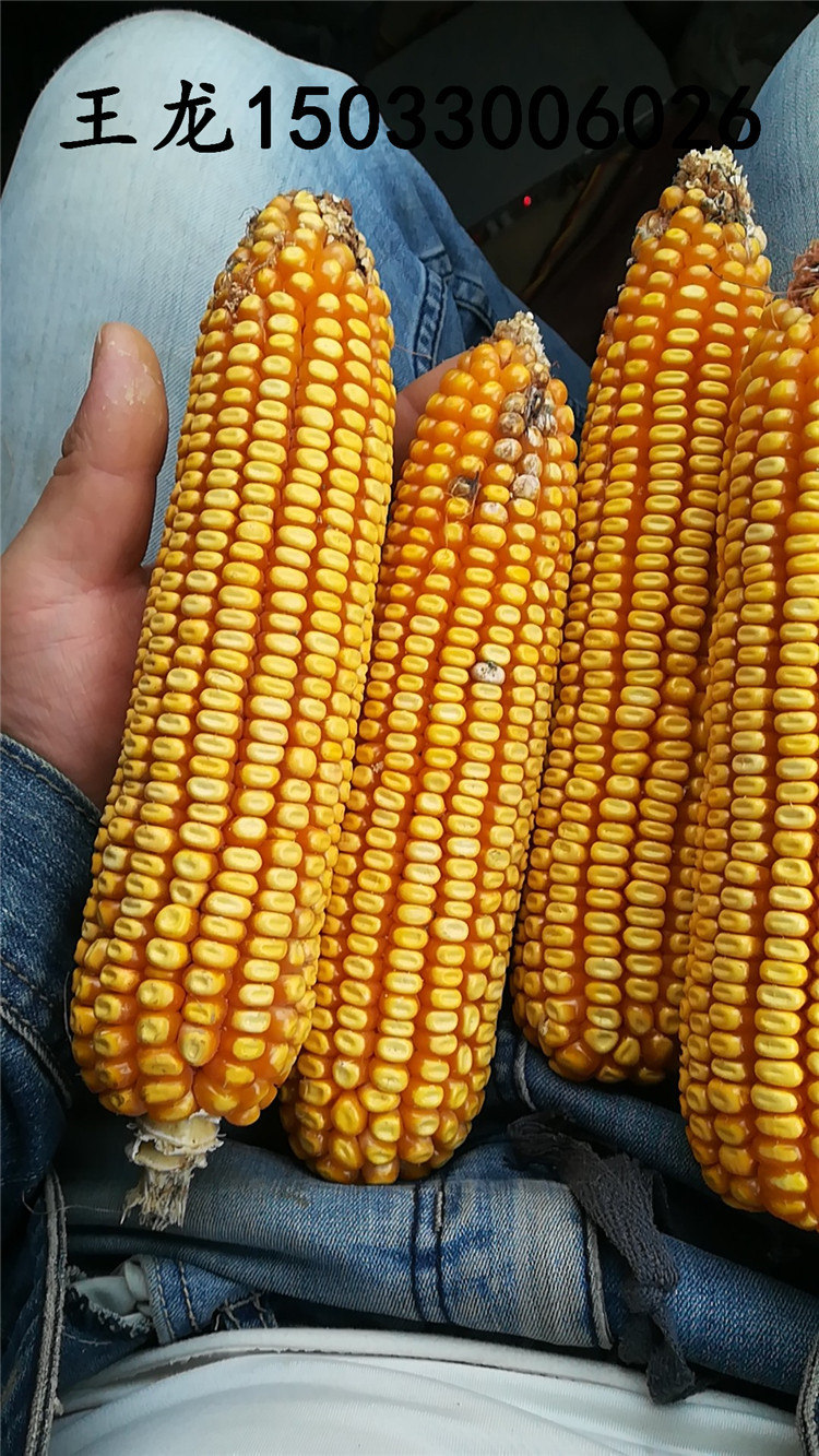 大田玉米种子高产品种 郑单958 先玉335 先玉696 登海605 大丰30