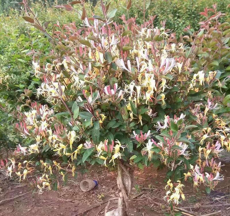 观赏性红色五彩金银花 五彩红色金银花培育 绿化树形四季金银花