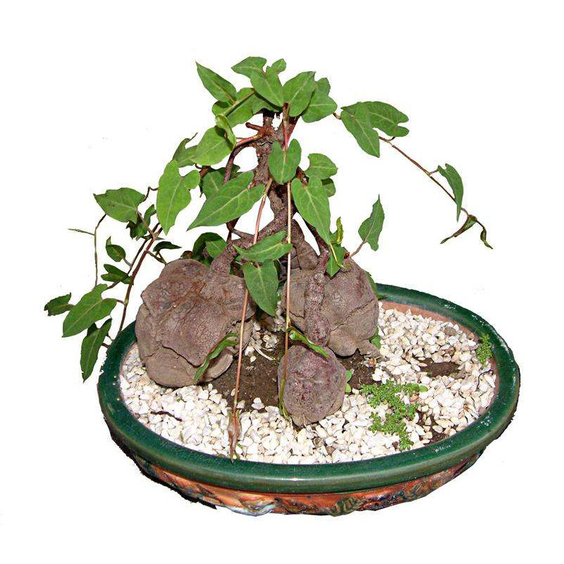 野生何首乌苗盆栽阳台盆景庭院室内外观茎观叶花卉藤蔓植物可药用