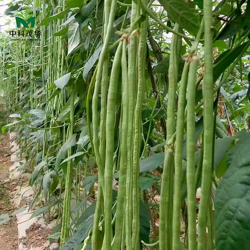 中科茂华批发蔬菜种子绿金条豇豆种子长豆角种嫩绿色200克/盒