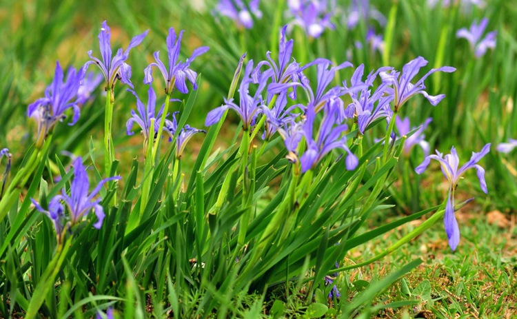 马兰花种子马莲种子马莲花耐旱防沙种子护坡种子多年生马兰花种子