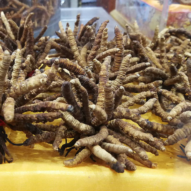 新货批发贵州虫草 亚香棒虫草 冬虫夏草产地货源散装 量大从优