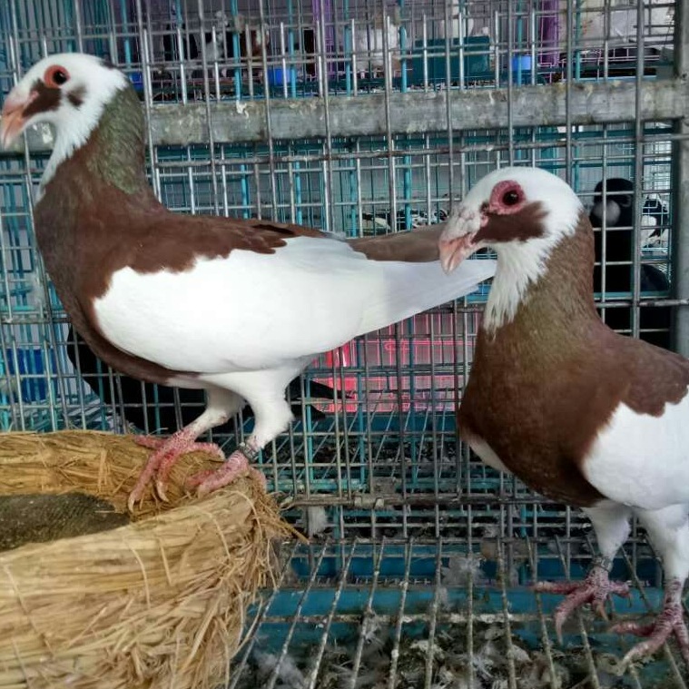 黑色大鼻子种鸽 开花大鼻子鸽子 龙鸽 红色弯梁大鼻子观赏鸽价格