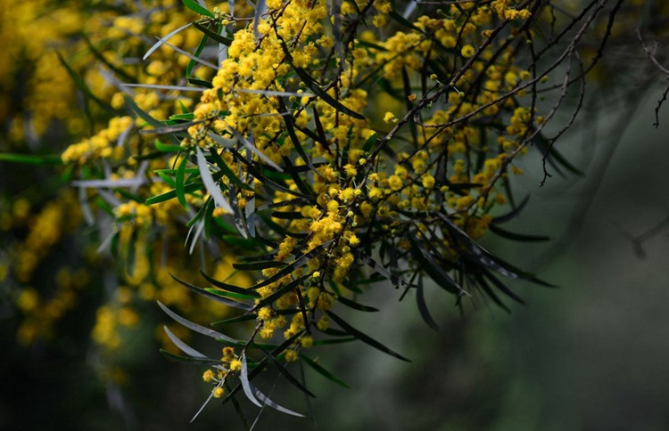 相思树种子当年新采大叶相思树树籽无虫害优质新种出苗率好苗木种