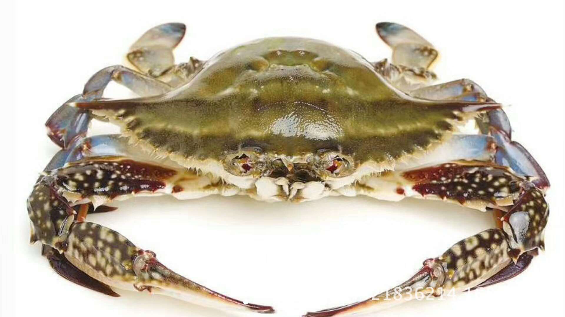 组图为金生水生态系统养殖育肥梭子蟹金生水生态育肥系统布局合理占地