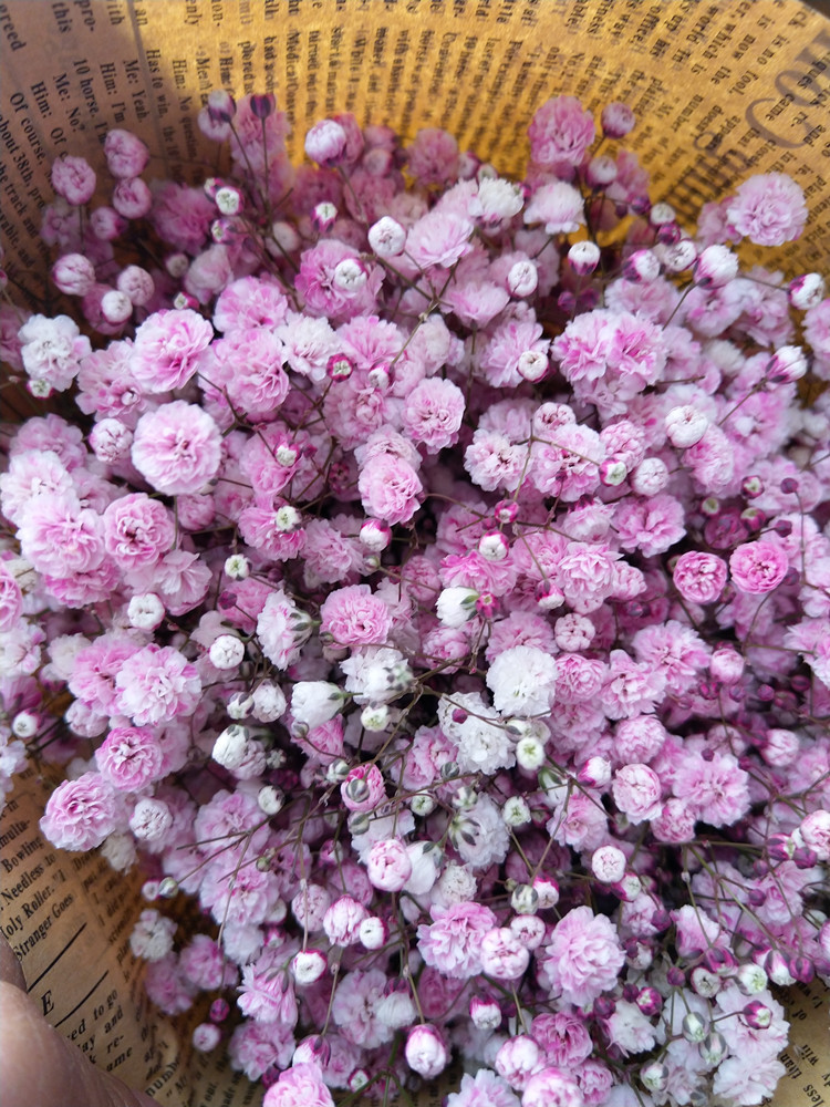 吸色千万星彩色满天星一扎半公斤昆明鲜花批发吸色伊洛斯