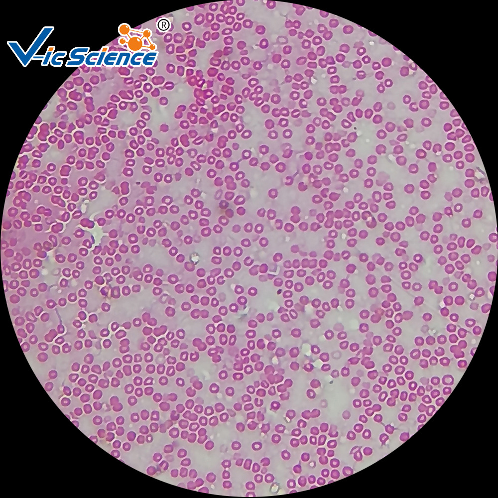 人血涂片 生物切片 组织学与胚胎学显微镜玻片