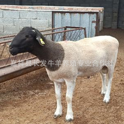 好品种杜泊绵羊养殖.黑头杜泊绵羊养殖场,白头杜泊绵羊价格