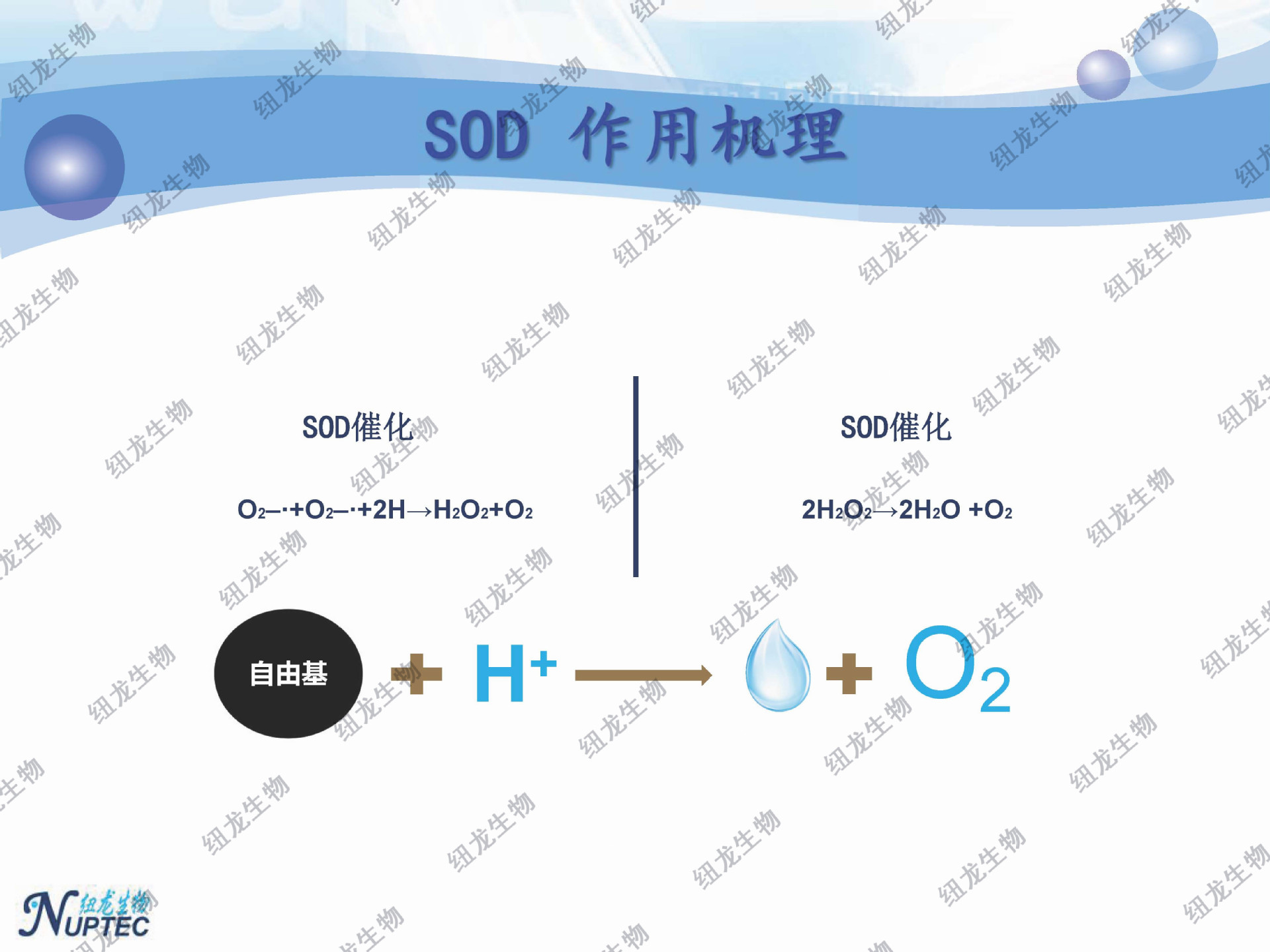 纽龙生物 超氧化物歧化酶 sod原液 原料 厂家直供