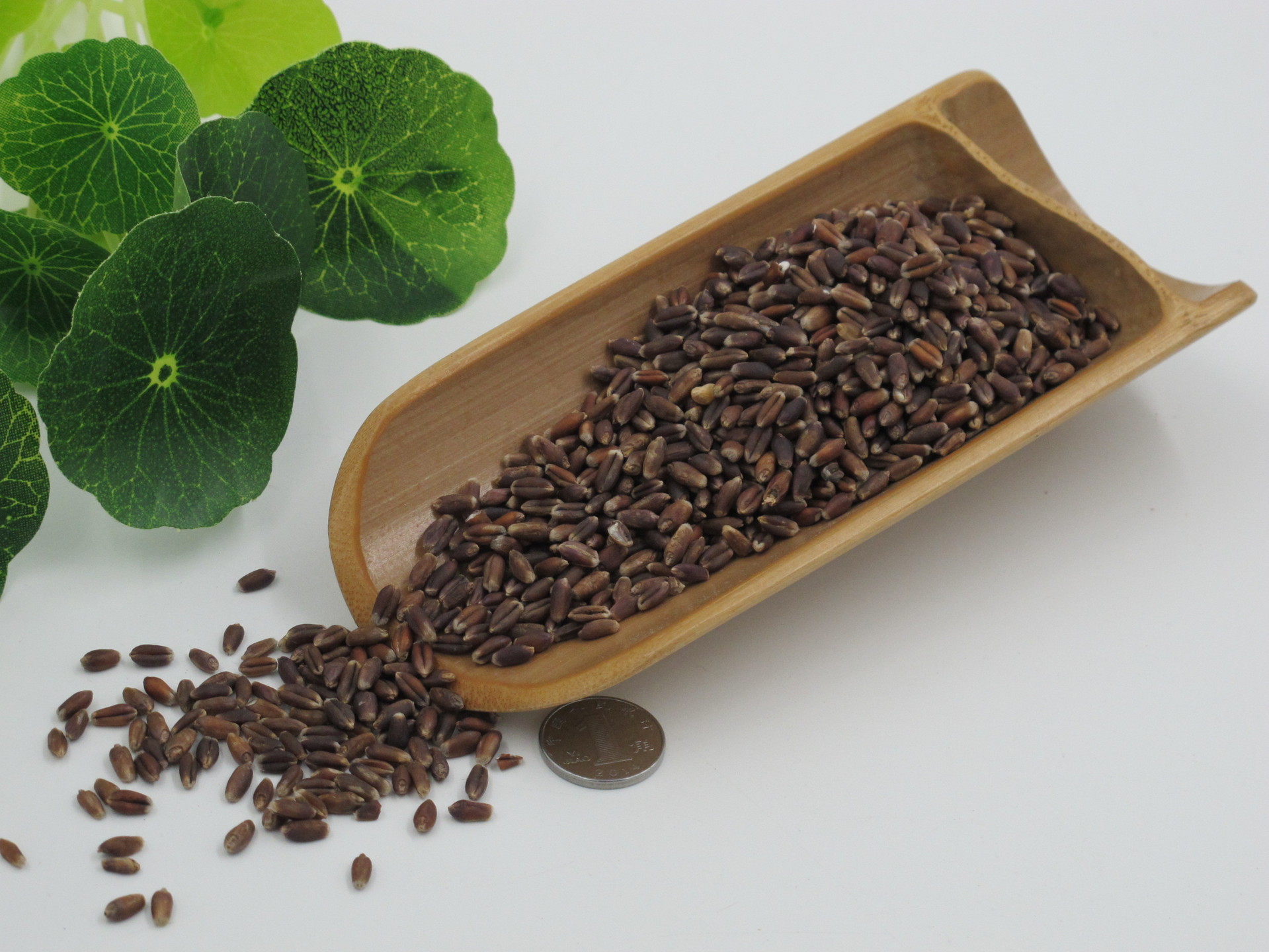 黑小麦米农家自种小麦仁 50斤 批发五谷杂粮一件代发加工贴牌