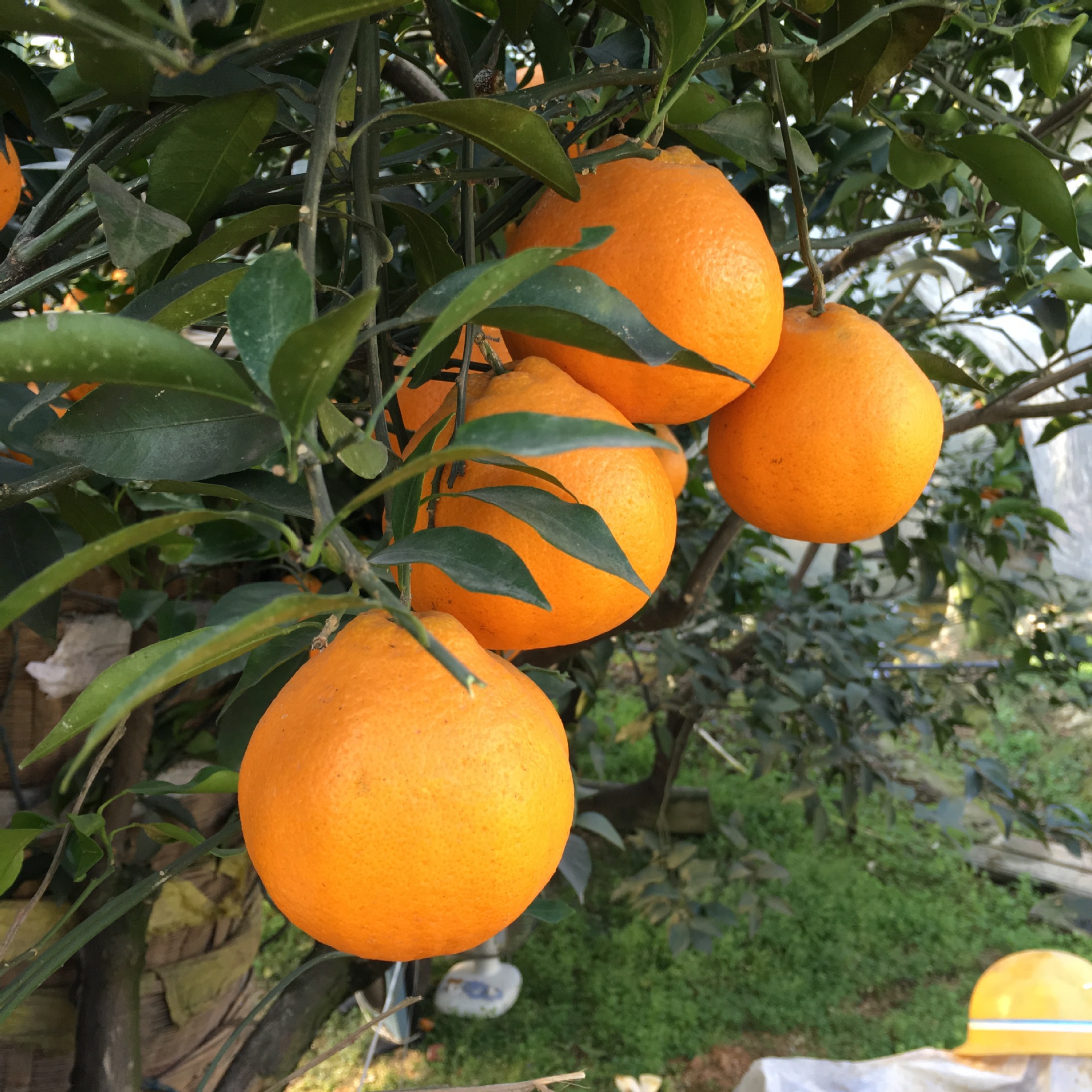 现货一件代发眉山丹棱果园新鲜现摘现发 春见耙耙柑 新鲜水果批发